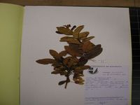 Herbarium sample